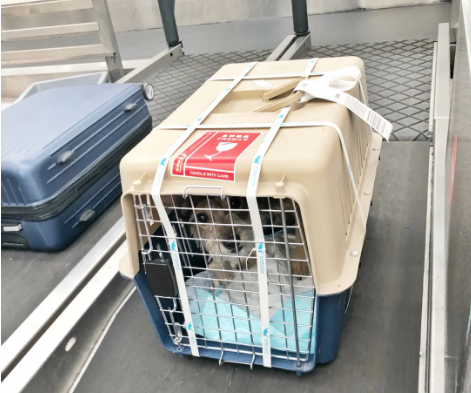 琼海宠物托运 宠物托运公司 机场宠物托运 宠物空运